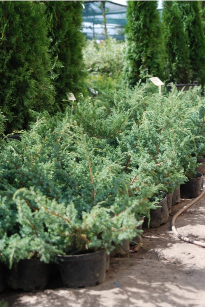 Саджанці ялівцю китайського Блю Альпс в садовому центрі
