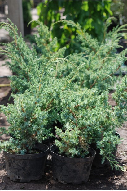 Ялівець Блю Альпс - саджанці в контейнерах