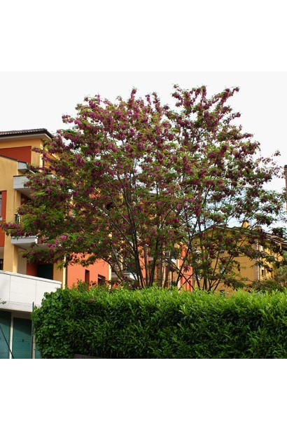 Акація  Каскве Роуж  в ландшафті