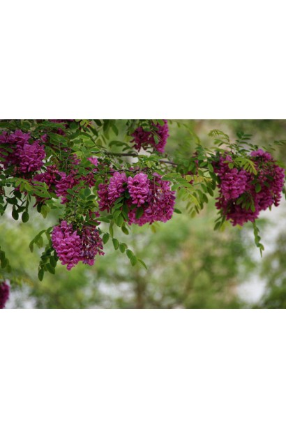 Акація Маргарити Каскве Роуж  квіти