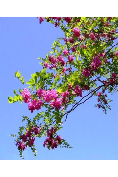 Акація Маргарити Каскве Роуж 