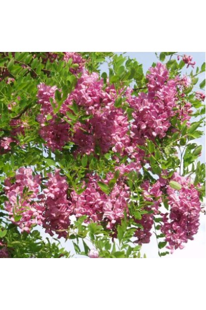 Робінія псевдоакація Касці Руж цвітіння