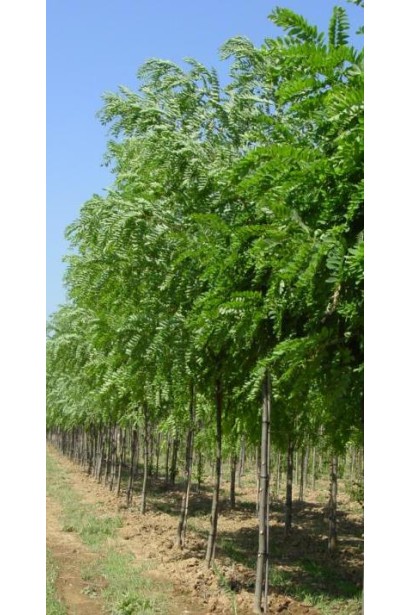 Робінія псевдоакація Каскве Роуж в полі