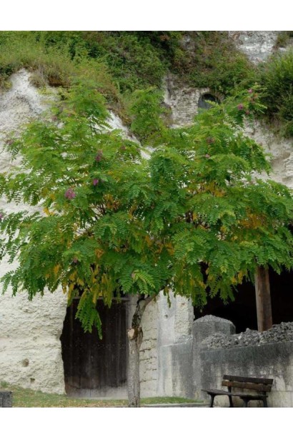 Акація Рожевий Каскад шаровидна крона