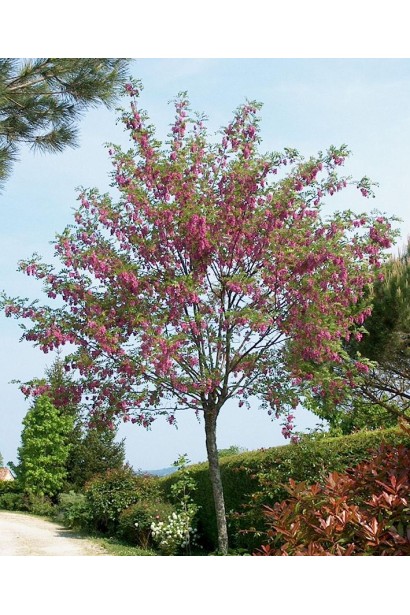 Акація Casque Rouge в парку