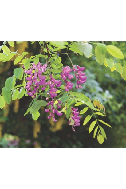 Акація Маргарити Каскве Роуж  рожева