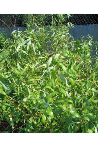 Верба вавілонська Тортуоза