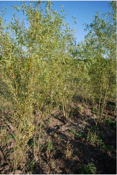 Верба Тортуоза 