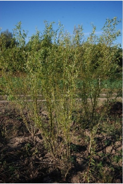 Верба плакуча Tortuosa