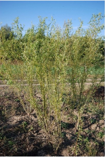 Salix babylonica Tortuosa