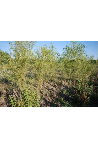 Верба звивиста Тортуоза кущова форма