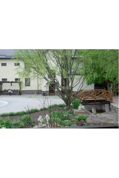 Верба Тортуоза дерево зі звивистими пагонами