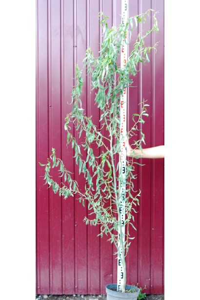 Верба звивиста Тортуоза в горщику 