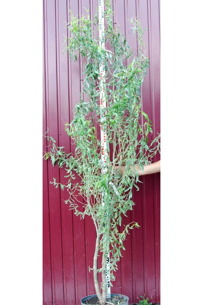 Верба вавілонська Тортуоза саджанець 220-240 см