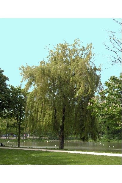 Верба вавілонська Тортуоза біля озера