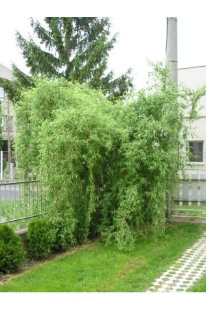 Верба вавілонська / звивиста Тортуоза