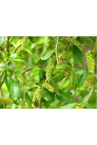 Цвітіння верби Тортуоз навесні сережками