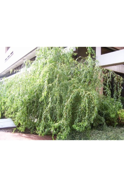 Верба звивиста Тортуоза