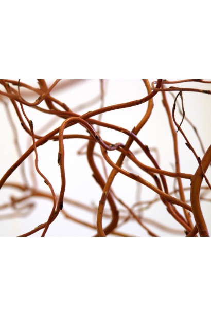 Червоно-коричневі закручені гілки верби Тортуоза