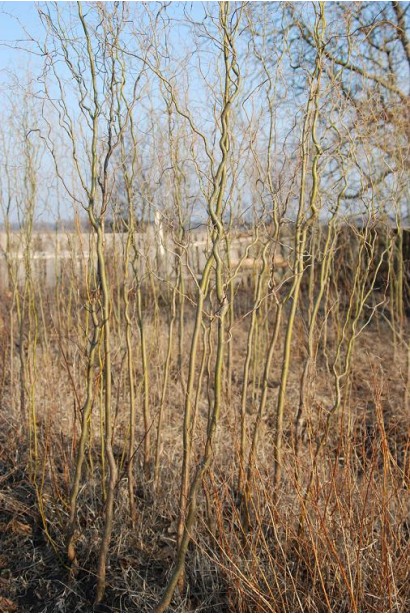 Кручена верба