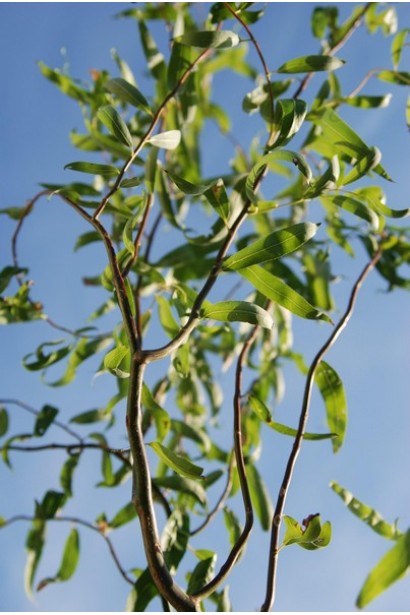 Верба Матсуда Тортуоза