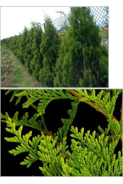 Туя складчаста Корнік 