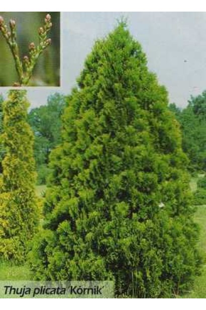 Thuja plicata Kornik / Туя складчаста Корнік