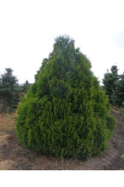 Густа крона туї Корнік з насиченою хвоєю.