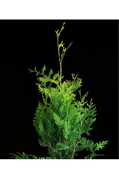 Thuja plicata Kornik 