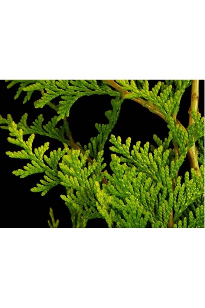 Щільна хвоя туї Корнік з глибоким зеленим відтінком.