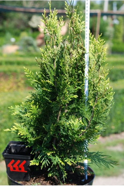 Туя складчаста Корнік  в контейнері