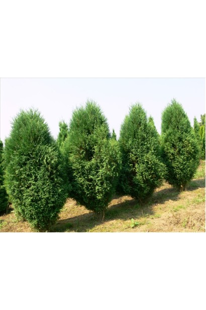 Туя западная Вагнери