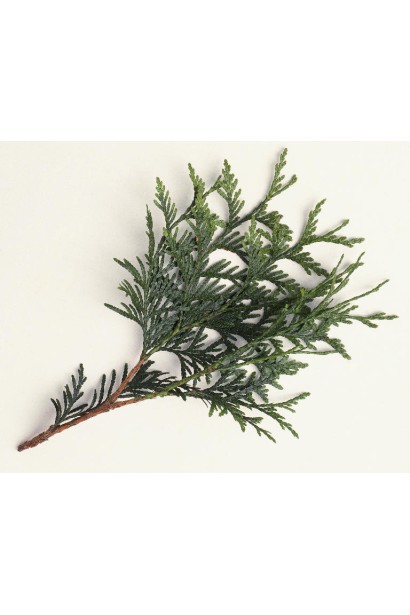 Туя западная Вагнери - хвоя