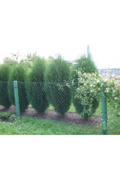 Thuja occidentalis Wagneri