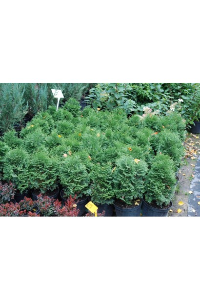 Туя западная Вагнери’