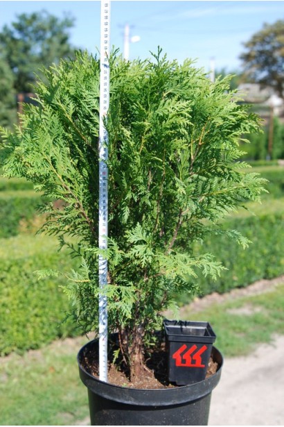 Туя западная Грин Глоб в контейнере