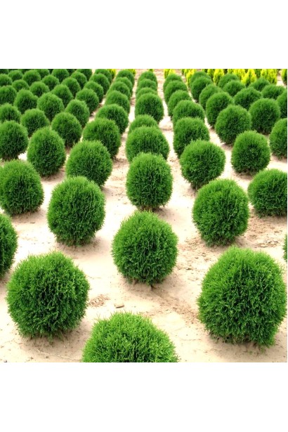 Туя Літл Гіант ідеальна для бордюрів і клумб.