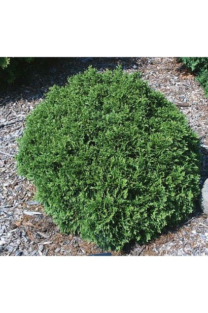 Туя Літл Гіант із щільною кроною для дизайну.