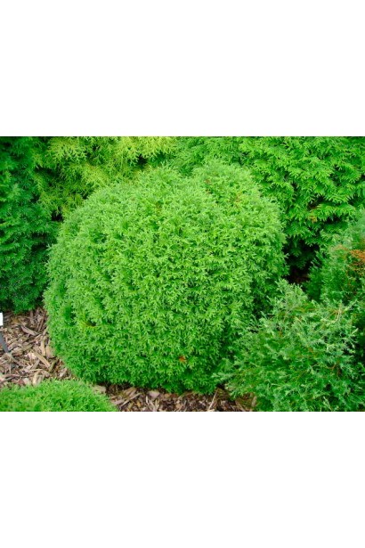 Маленька туя західна Літл Гіант в ландшафтному оформленні.