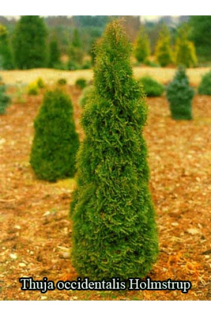 Thuja occidentalis Holmstrup