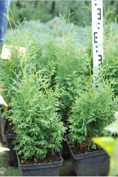 Thuja Holmstrup/Холмструп