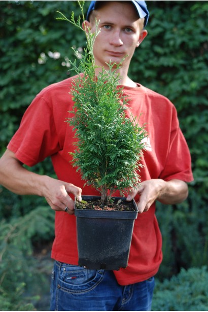 Карликова туя Холмструп для контейнерів та декоративних клумб.