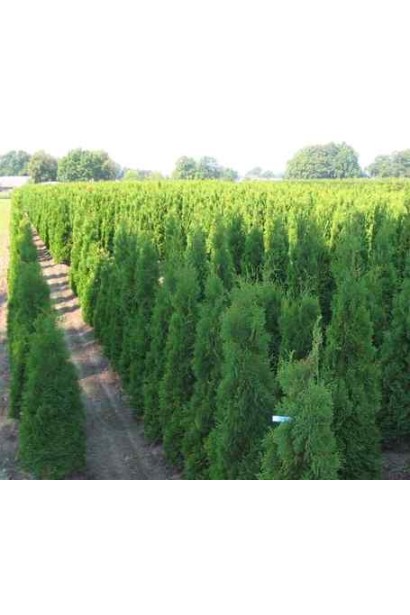 Туя західна Холмструп в розсаднику Проксіма