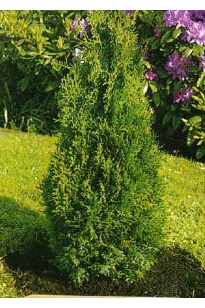 Сорт туї Холмструп із насичено-зеленою хвоєю.