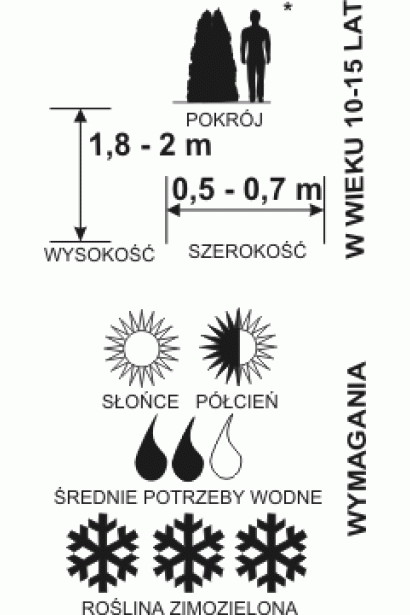 Thuja occidentalis Holmstrup