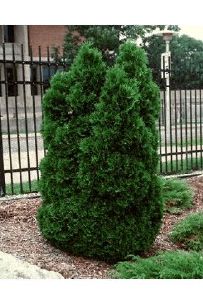 Декоративна туя Холмструп у сучасному ландшафтному дизайні.