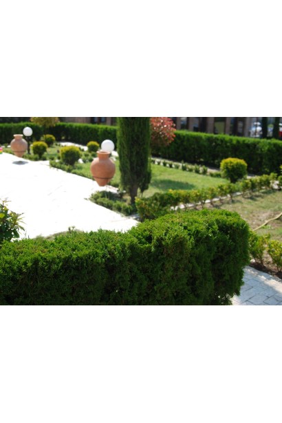 Туя західна Холмструп як жива огорожа