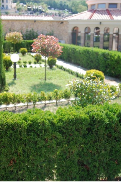 Струнка туя Холмструп для створення компактного живоплоту.