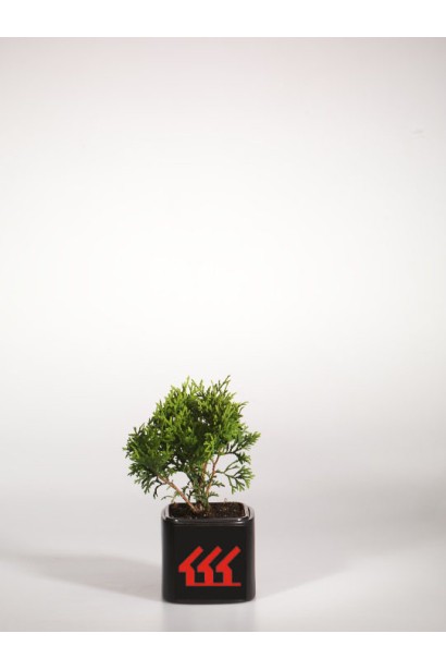 Туя західна Холмструп