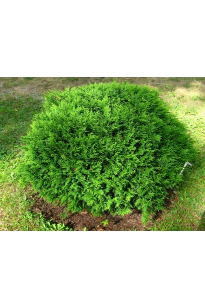 Компактная шаровидная туя Хосери с густой хвоей.